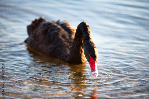 Black swan swimming on swan river in Perth, Western Australia at sunrise