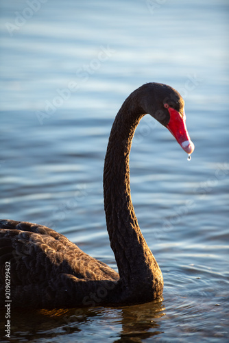 Black swan swimming on swan river in Perth, Western Australia at sunrise