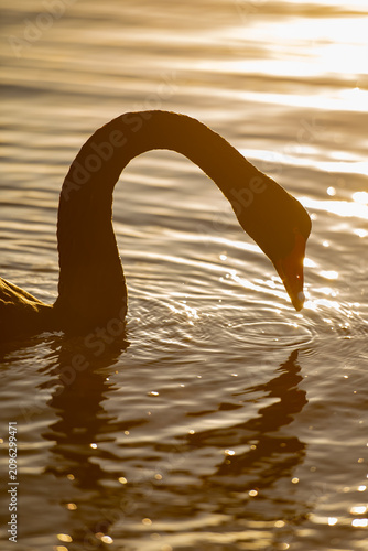 Black swan swimming on swan river in Perth, Western Australia at sunrise
