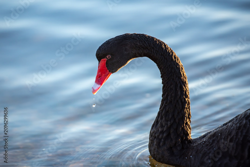 Black swan swimming on swan river in Perth, Western Australia at sunrise with water droplet from beak