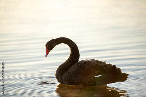 Black swan swimming on swan river in Perth, Western Australia at sunrise