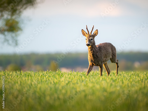 Tableau sur toile European roe deer (Capreolus capreolus) buck in red summer coat on meadow, Lower