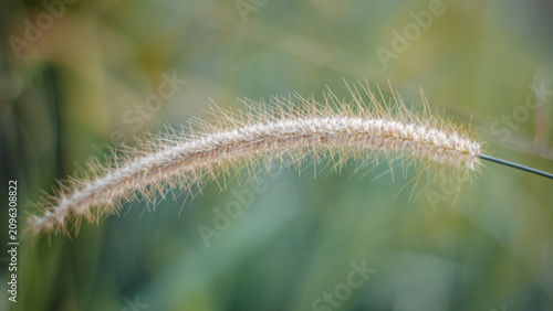 Bild auf Leinwand close up of a poppy seed
