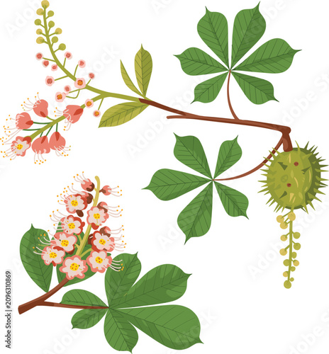 Photos Botanical vector illustration of horse chestnut branch with blooming flowers gre