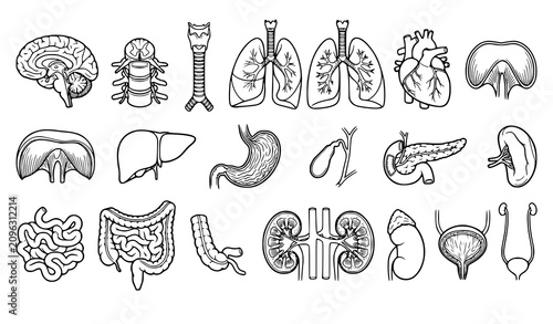 Schilderij op canvas Detailed Human Anatomy Organs Black and White Vector Illustration Set