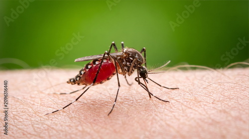Cuadro en lienzo Aedes aegypti Mosquito. Close up a Mosquito sucking human blood