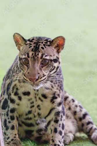 A Sunda Clouded Leopard (Neofelis diardi) displays its distinctive cloud shaped markings, powerful build, and piercing eyes.