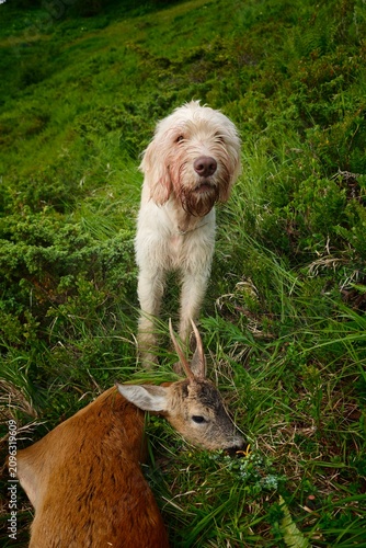 celebration the happy hunting of a roe buck on the mountains with the hunting dog, at a summer morning