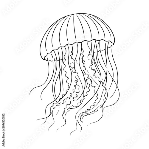 Minimal Jellyfish Line Art Outline Illustration . Elegant Marine Life Vector.