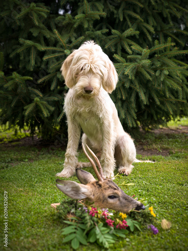 happy hunting - the celebration of the trophy from a roe buck at a summerday, with the hunting dog, a pudelpointer and summer wildflowers from a mountain meadow