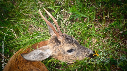 celebration the happy hunting of a roe buck on the mountains at a summer morning