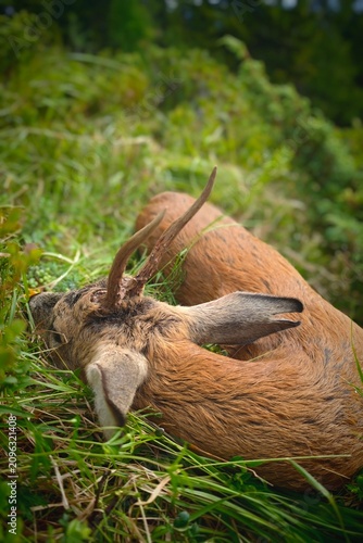 celebration the happy hunting of a roe buck on the mountains at a summer morning