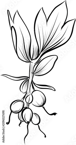 Blackcurrant branch with berries outline sketch vector