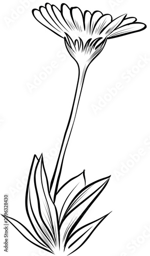 Calendula flower botanical outline sketch vector