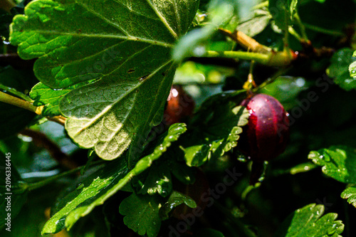 Cuadro en lienzo close-up shows deep‑red gooseberries nestled among glossy green leaves