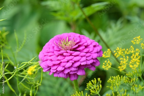 Zinnia elegans pink flower growing in summer garden.