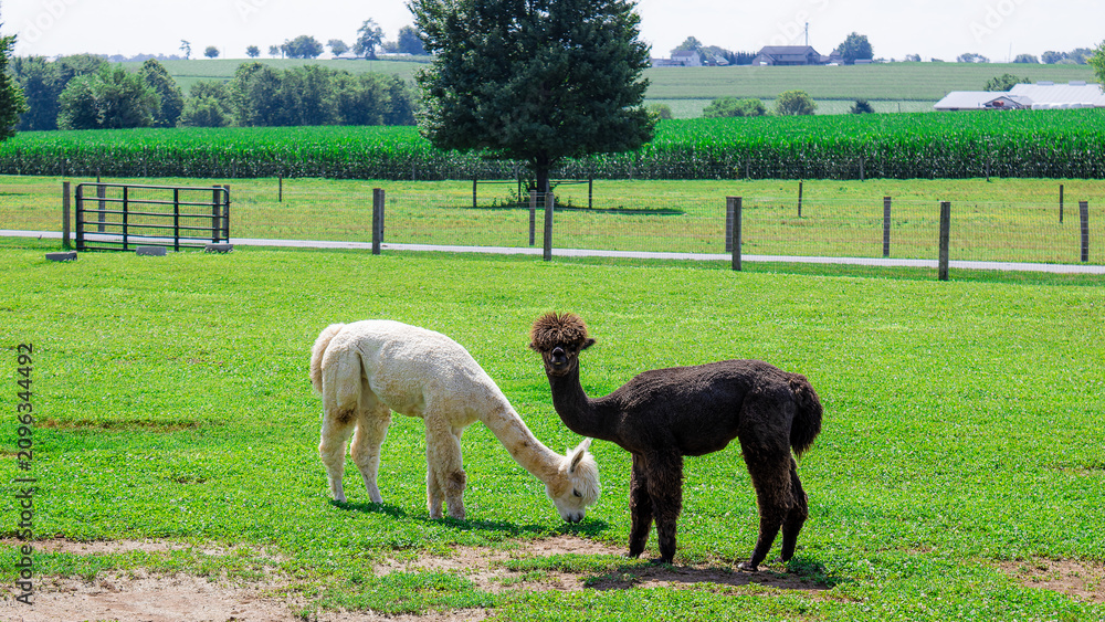Fototapeta premium alpacas in a field
