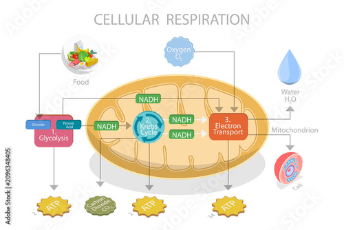 Tableau sur toile 3D Isometric Flat  Illustration of Cellular Respiration, Displaying Glycolysis,