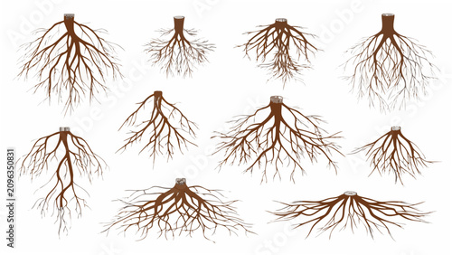 Photos Collection of exposed plant roots detailed vector illustration with brown tones