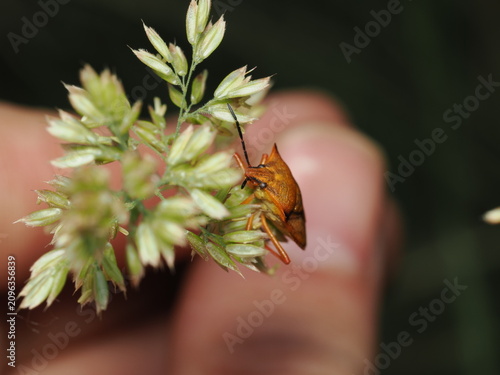 Obraz na płótnie Chinche de escudo (Carpocoris) de tonos ocre-anaranjados