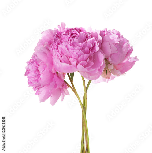 Lush light pink Peonies isolated on a white background.