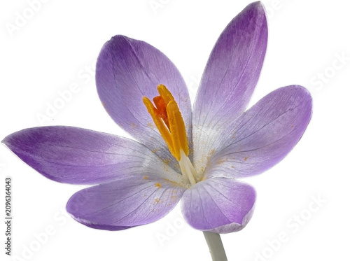 Purple crocus flower blooming on transparent background