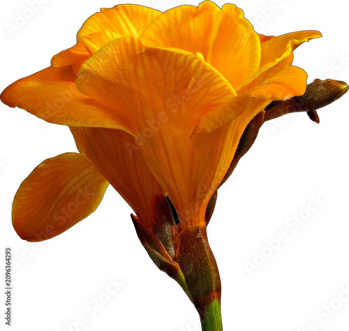 Orange canna lily vibrant petals blooming  on a transparent background