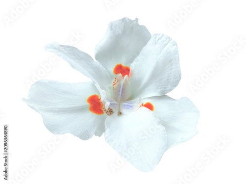 White african iris flower blooming on transparent background