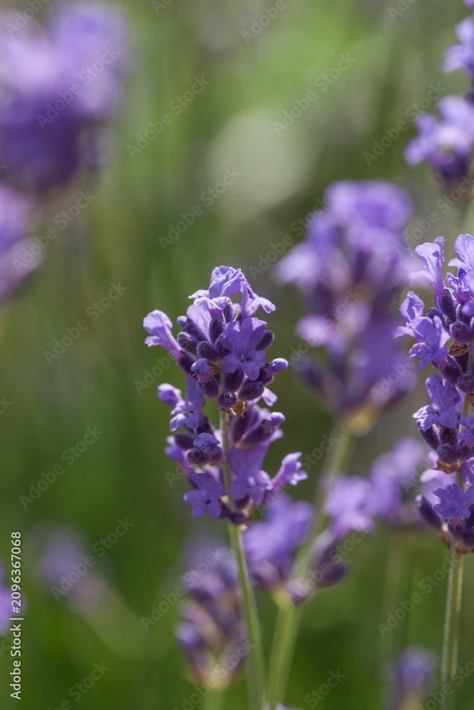 Fototapeta premium Beautiful lavender in the garden in summer