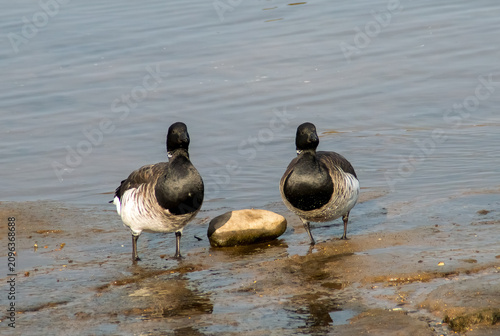 La barnacla carinegra (Branta bernicla) en el Parque Marino de Nueva York, EE. UU. Dos ejemplares mirando a la cámara entre las marismas durante la marea baja en Brooklyn, al sur de Long Island.