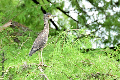 Obraz na plátne juvenile night heron in tree