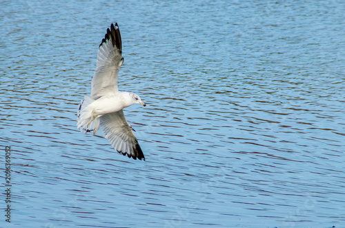 Gaviota, Ring-billed gull, Larus delawarensis volando sobre el agua. Gaviota con las alas desplegadas en Marine Park Salt Marsh a las afueras de Nueva York, EE. UU., 2019.