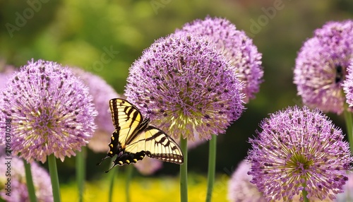 tiger swallowtail butterfly resting on allium with multiple globe blooms in garden