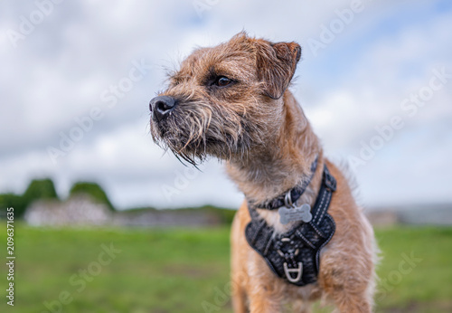 Obraz na plátně Border terrier male dog portrait