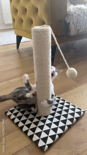 White grey cat scratching beige post with toy