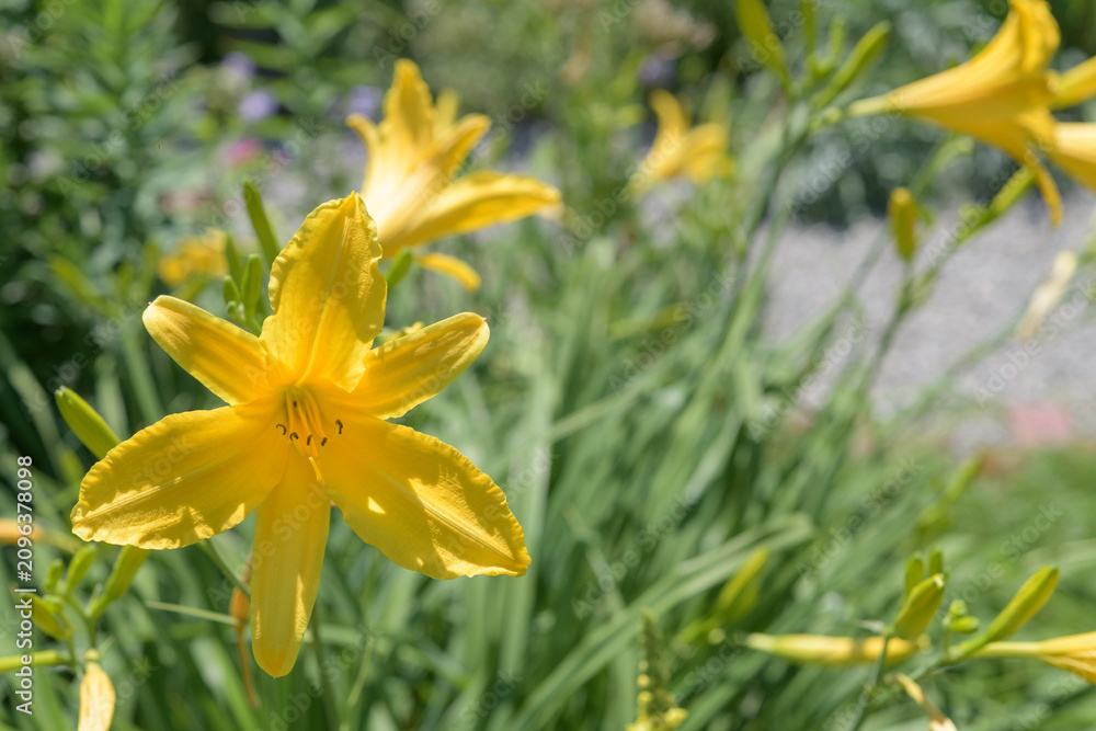 Fototapeta premium yellow daylilies in a sunny garden