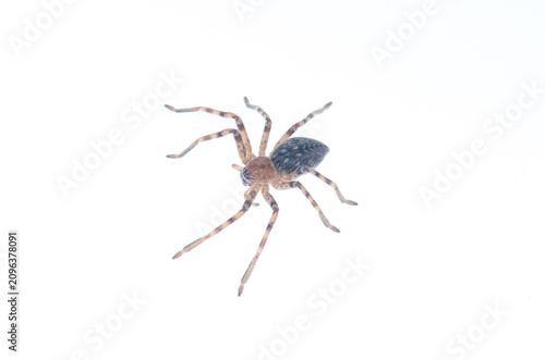 Фотография European huntsman spider Eusparassus dufouri, dorsal view, diagonally on white b