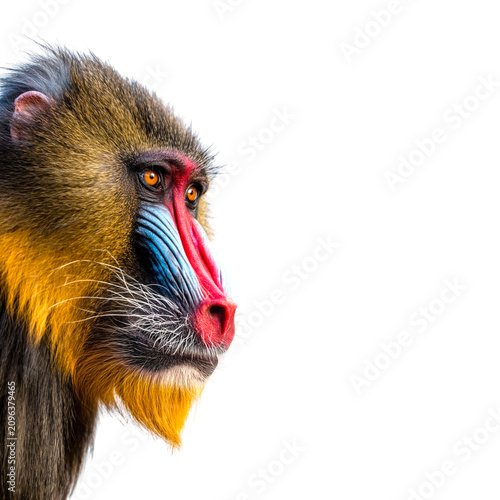 Mandrill monkey head profile isolated on transparent background PNG element