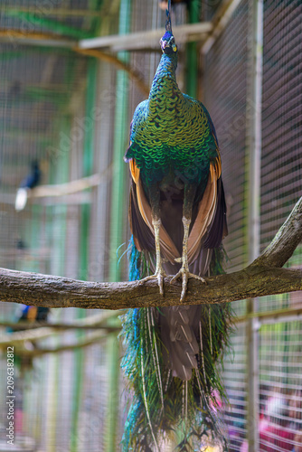 Foto Majestic green peafowl perched on a tree branch inside a zoo aviary enclosure