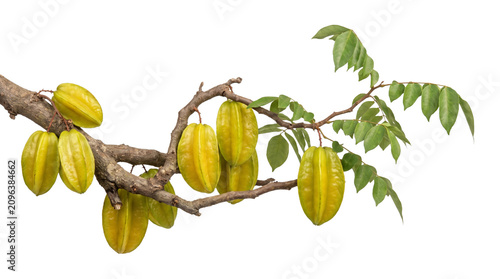 Quadro su tela Branch with fresh yellow starfruit carambola hanging from tree isolated on transparent background png