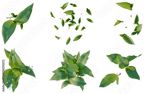 Bild auf Leinwand Set of  Convallaria majalis tree plan, top view, cutout, transparent background,
