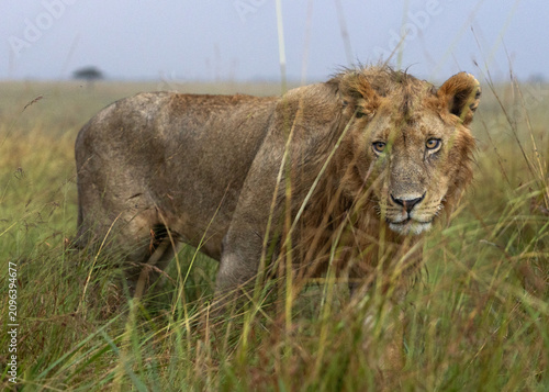 Valokuva Closeup of a lion drench in rain water, Masai Mara, Kenya