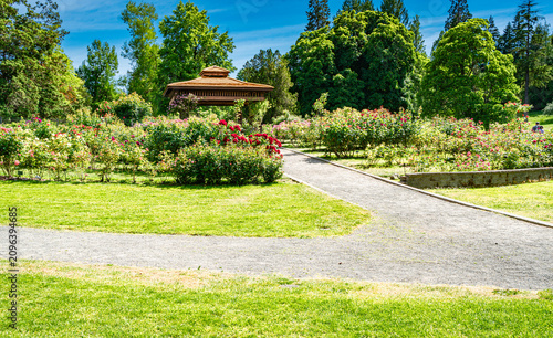 Tacoma Park Rose Garden 2