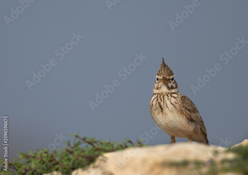 Portrait of a Crested Lark at saar, Bahrain