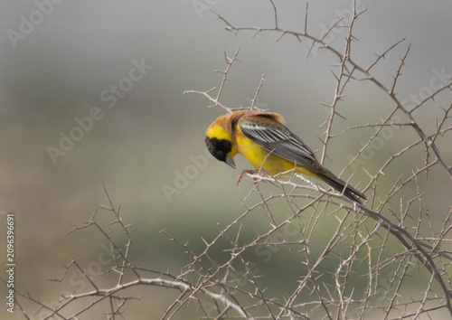 Black-headed bunting perched on bush at Saar, Bahrain