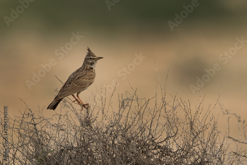 Crested Lark perched on dry bush at saar, Bahrain