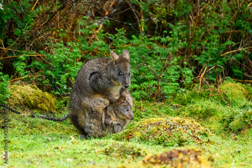 Canvas Print A mother Tasmanian pademelon (Thylogale billardierii) and joey looking out from her pouch in Tasmania, Australia