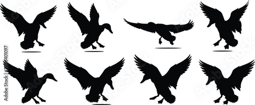Flying Duck Silhouette Collection with Landing and Takeoff Waterfowl Vector Set Isolated