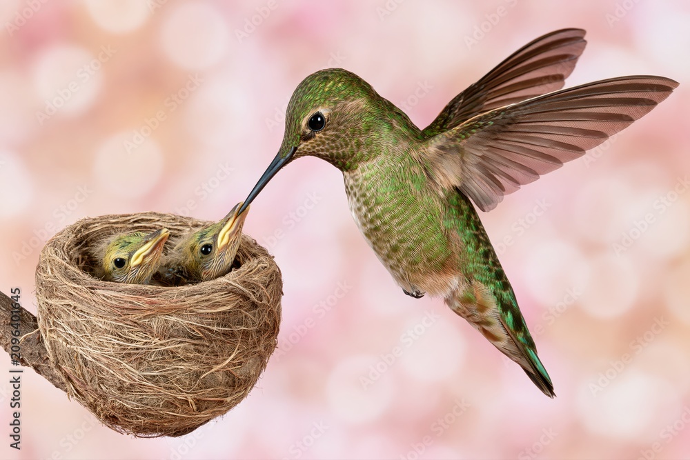 Fototapeta premium A mother hummingbird feeding her two hungry chicks in a cozy nest on a soft pink bokeh background.