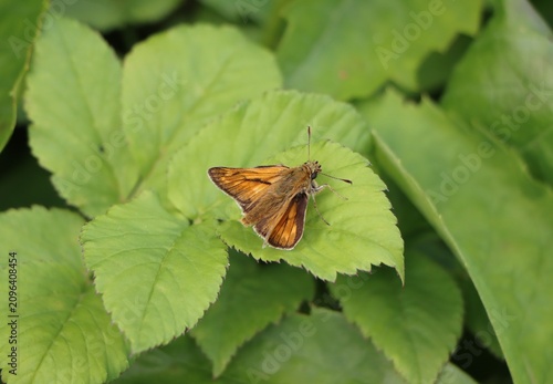 Foto Large skipper (Ochlodes sylvanus)